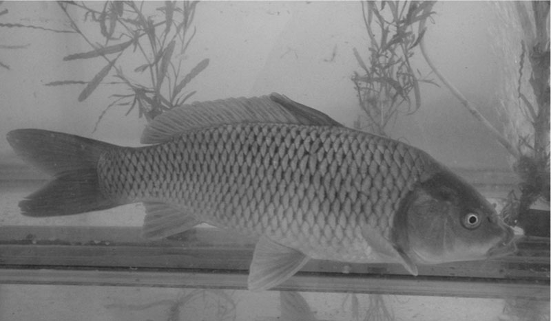 鲤鱼的生物学特征
