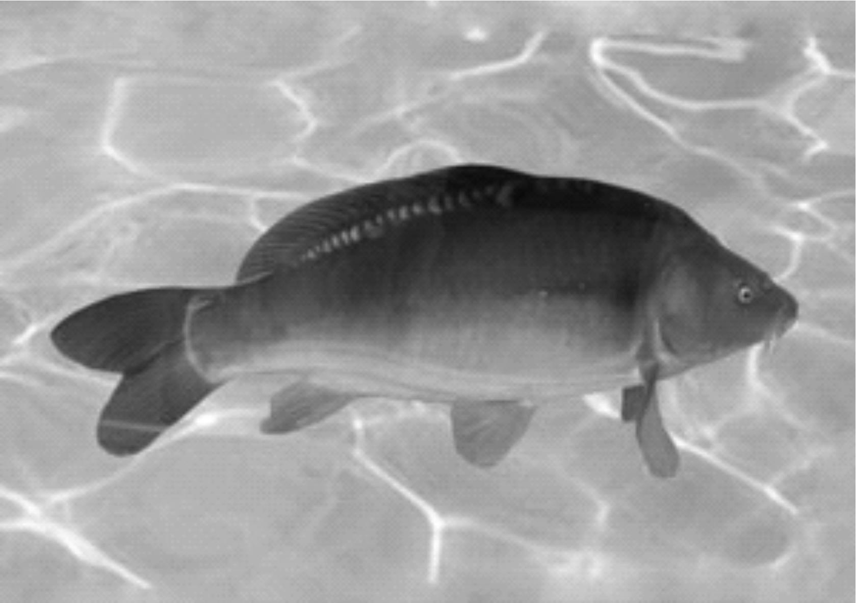 鲤鱼的生物学特征
