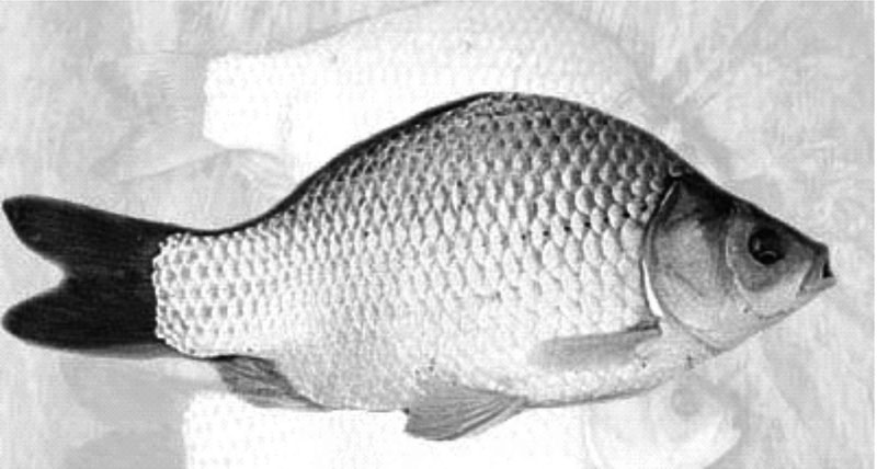 鲤鱼的生物学特征