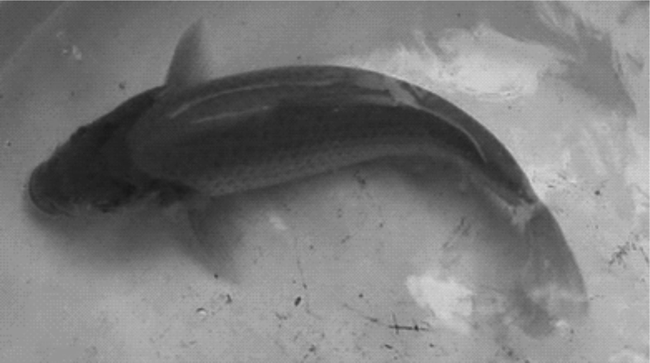 鲤鱼的生物学特征