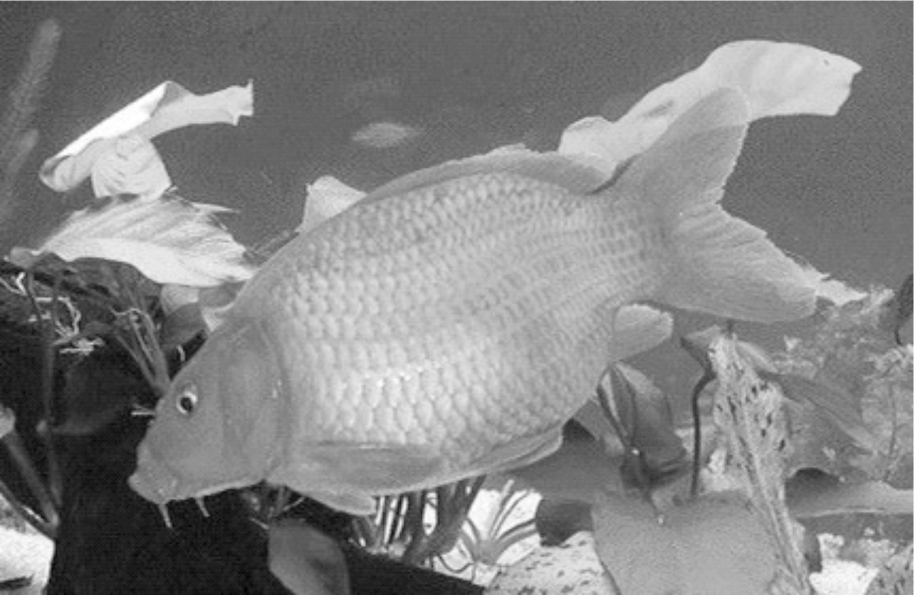 鲤鱼的生物学特征