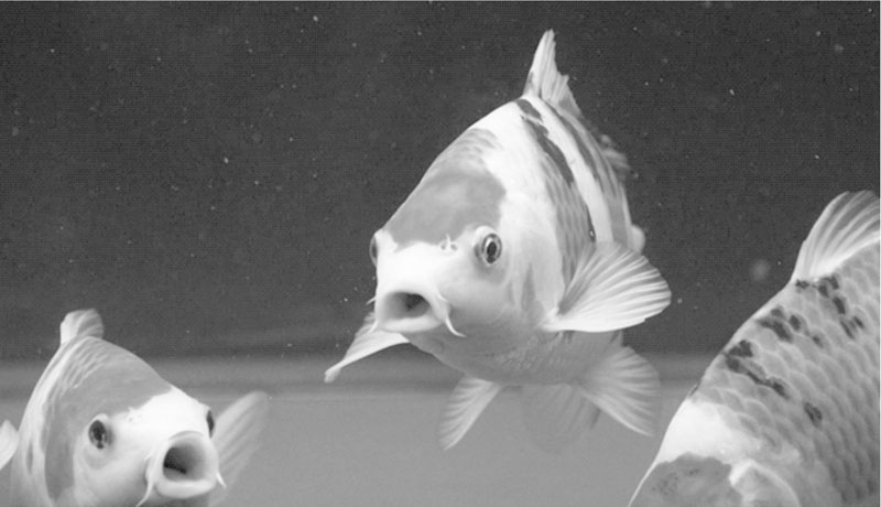 鲤鱼的生物学特征 鲤鱼的生物学特征
