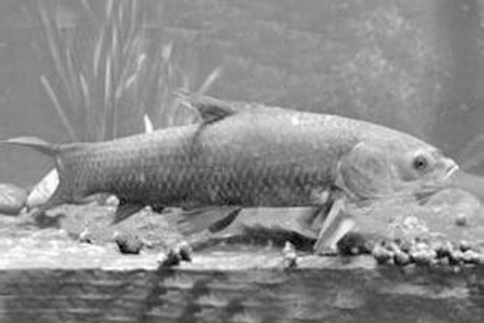 青鱼的生物学特征 青鱼的生物学特征