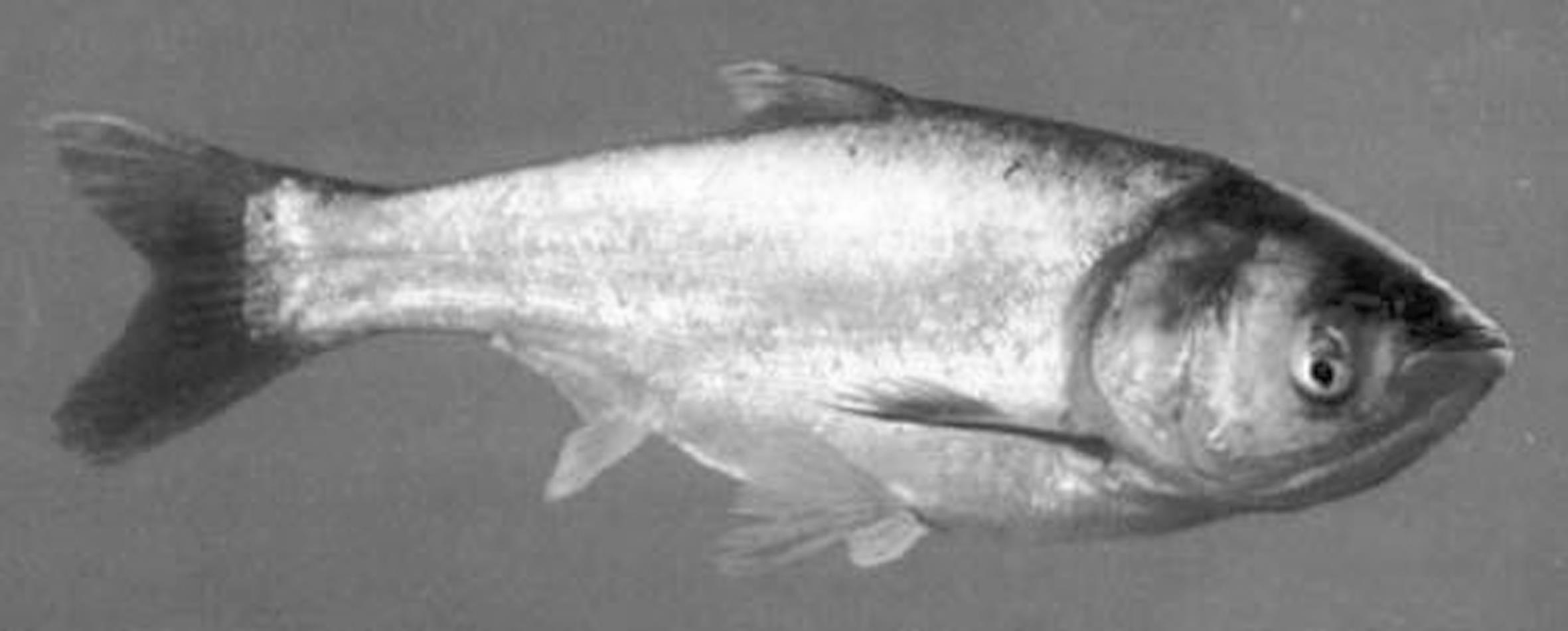 鲢鱼的生物学特征 鲢鱼的生物学特征