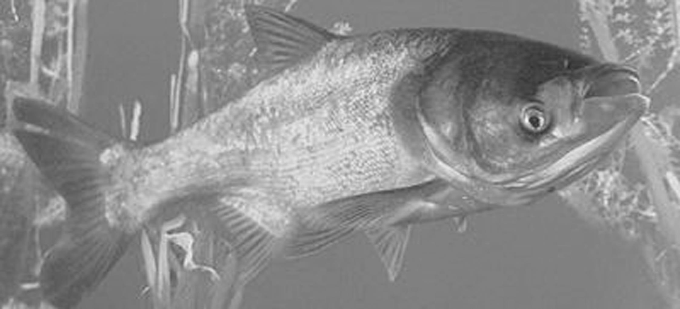 鳙鱼的生物学特征 鳙鱼的生物学特征