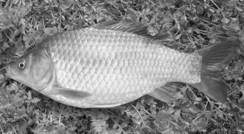鲫鱼的生物学特征 鲫鱼的生物学特征