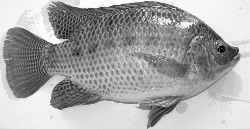 罗非鱼的生物学特征