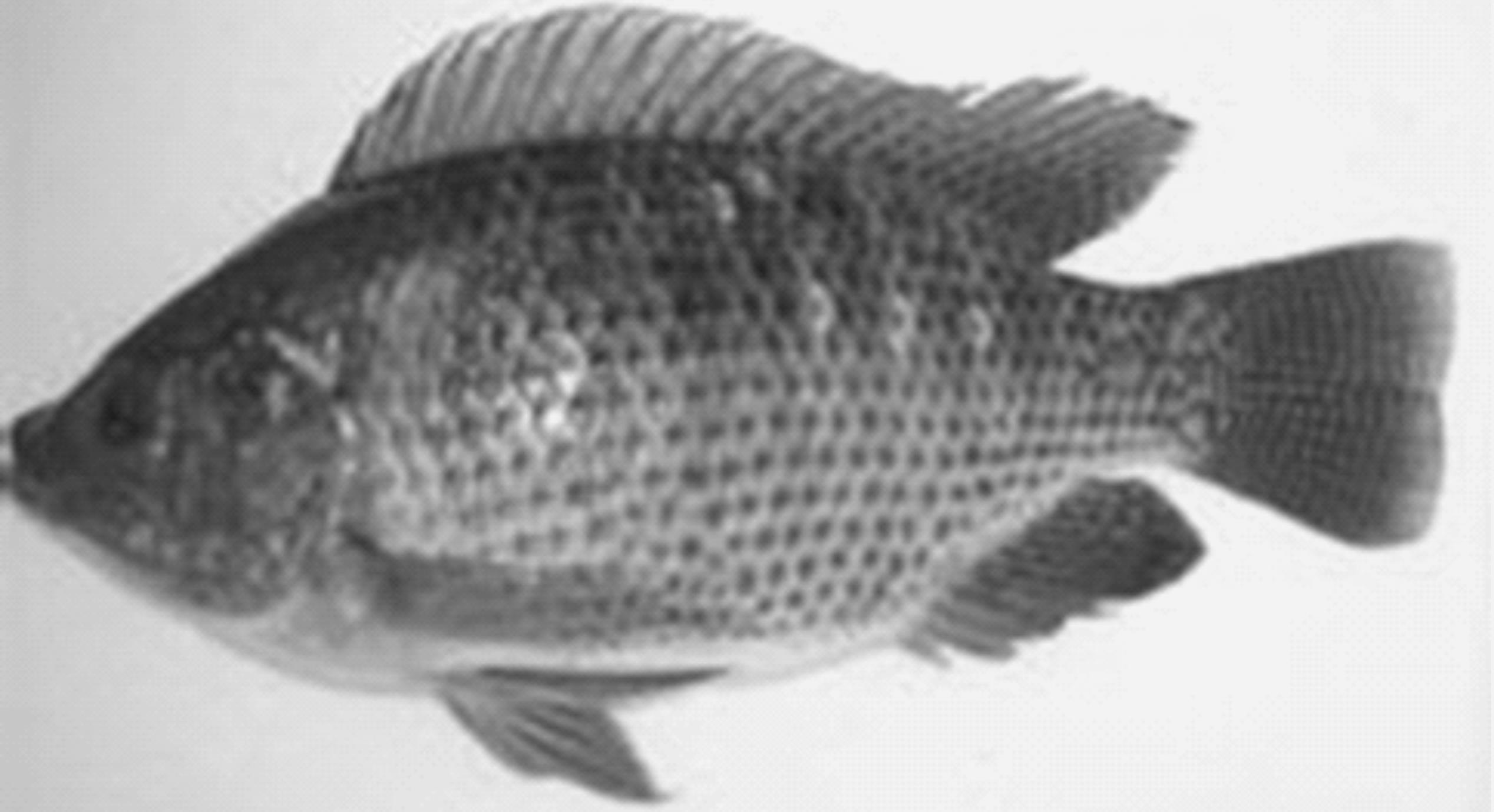 罗非鱼的生物学特征