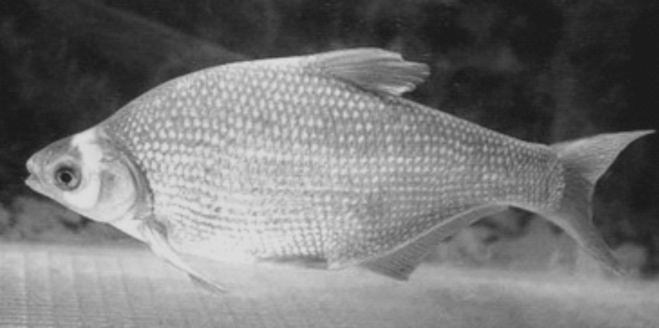 团头鲂的生物学特征 团头鲂的生物学特征