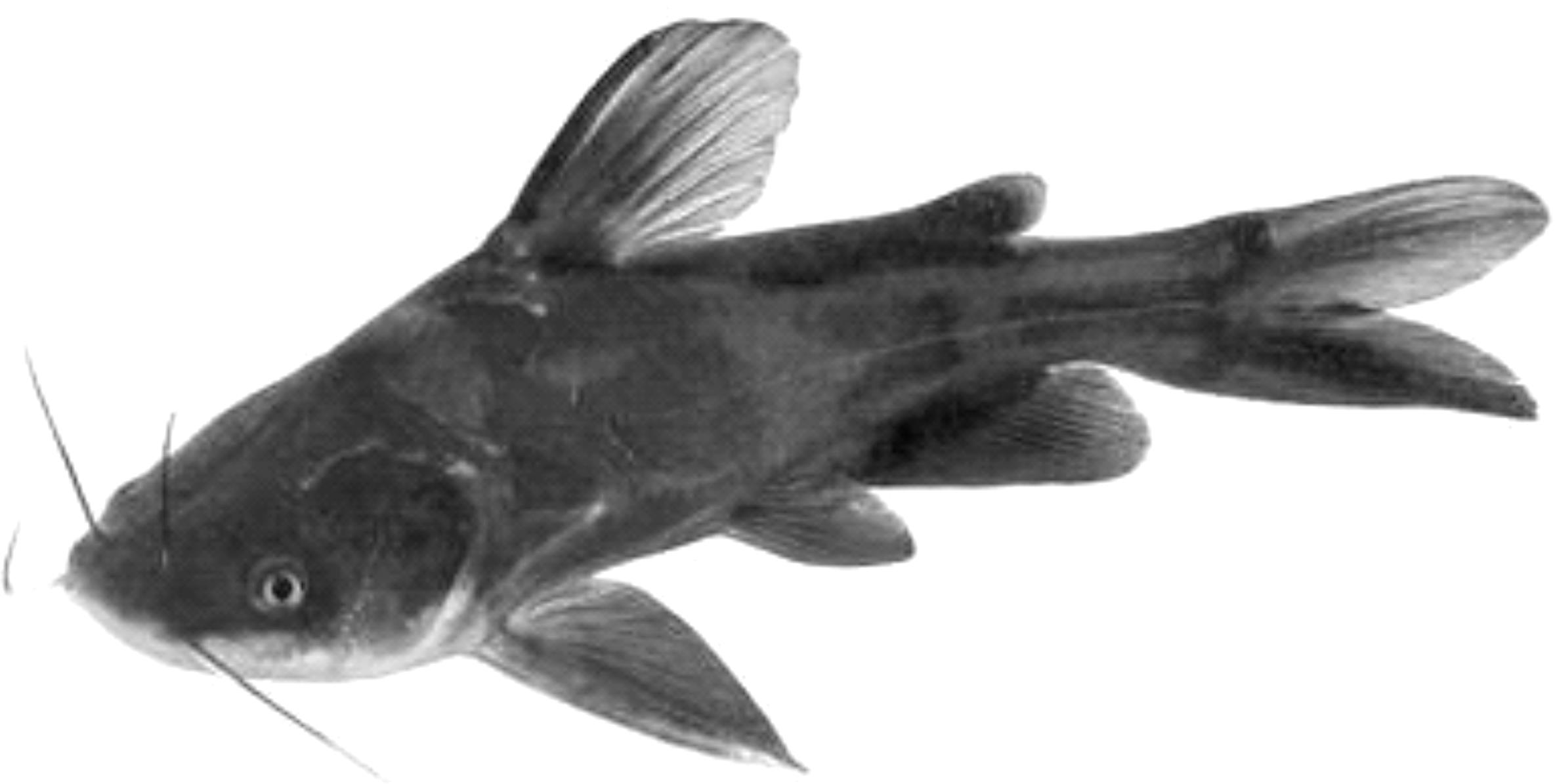 黄颡鱼的生物学特征