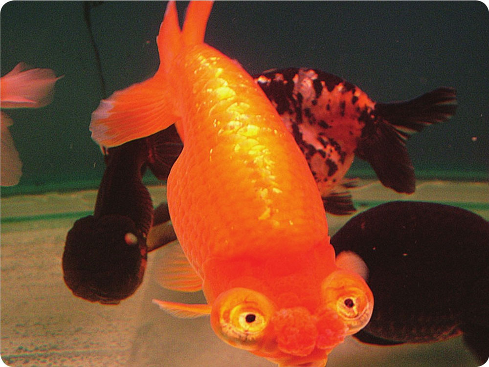 3 金鱼的分类、命名及主要品种一、金鱼分类系统