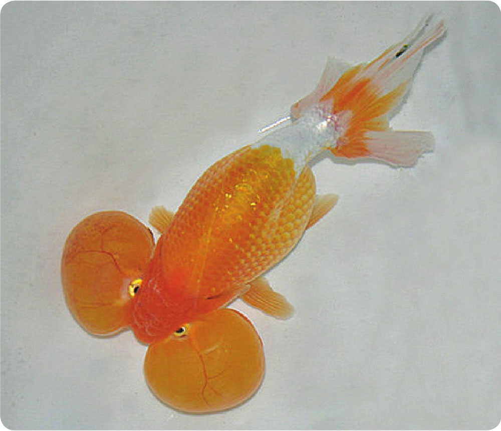 3 金鱼的分类、命名及主要品种一、金鱼分类系统