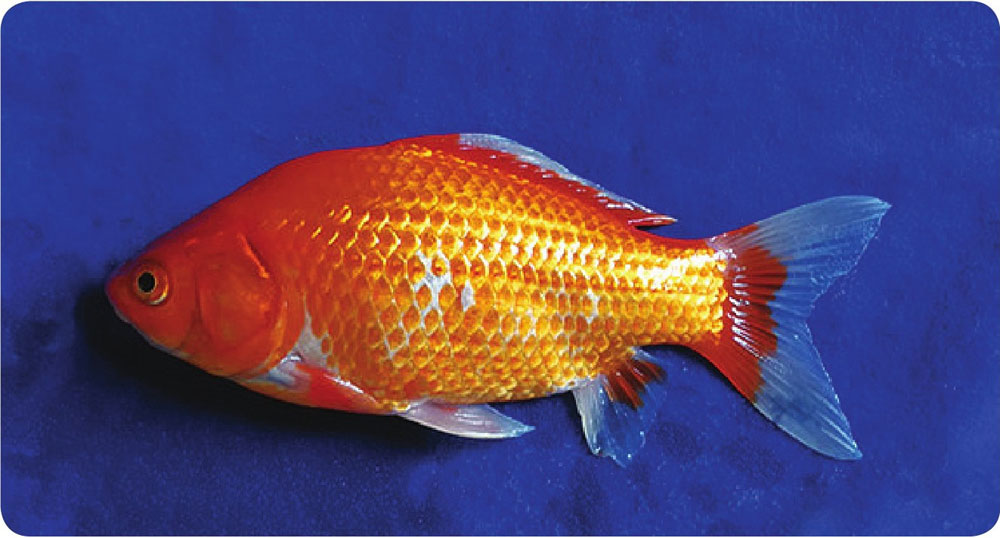 三、金鱼主要品种及其特征