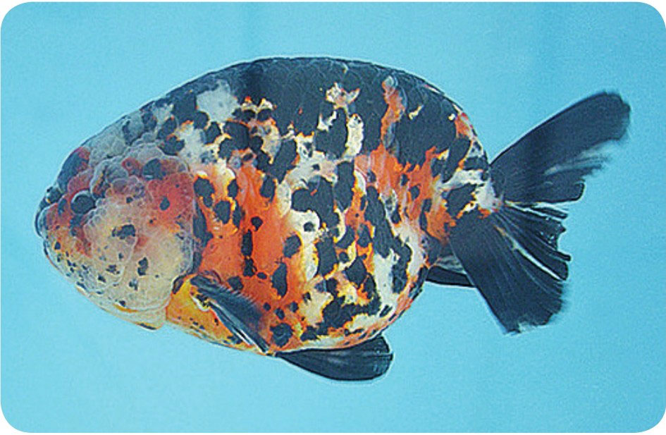 三、金鱼主要品种及其特征